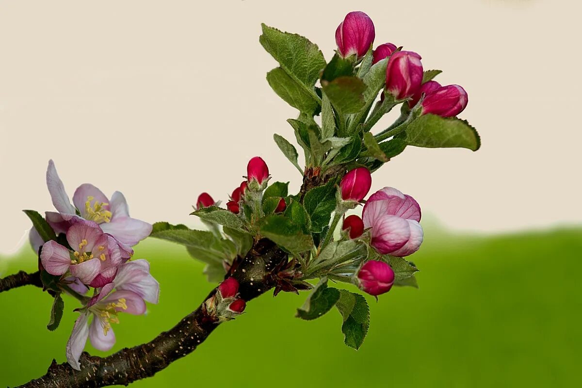 Фаза розовый бутон. Яблоневый цвет (Apple Blossom). Чашелистик яблони. Цветет яблоня Пинк Роуз. Цветущая ветка яблони.