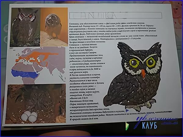 Конкурс детских поделок я и красная книга. Конкурс детских поделок я и красная книга. Идеи для поделок своими руками. Конкурс детских поделок я и красная книга. Конкурс детских поделок я и красная книга.