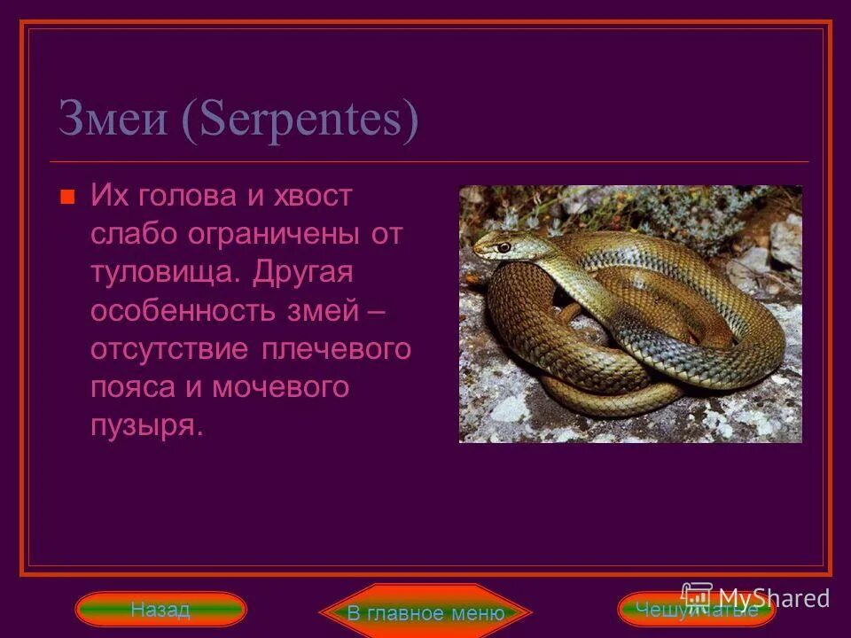 внешнее строение змеи. змея особенности внешнего строения. змеи биология. скелет змеи строение. строение конечностей змей.