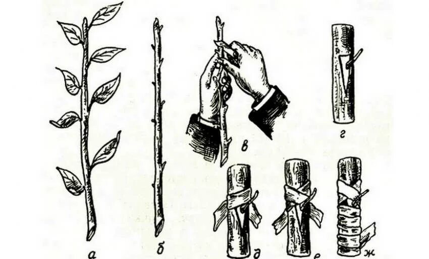 Размножение деревьев черенками. Размножение яблони черенкованием. размножение стеблевыми черенками схема. окулировка яблони глазком. размножение прививкой окулировка.