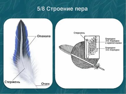 Крупные контурные перья хвоста это