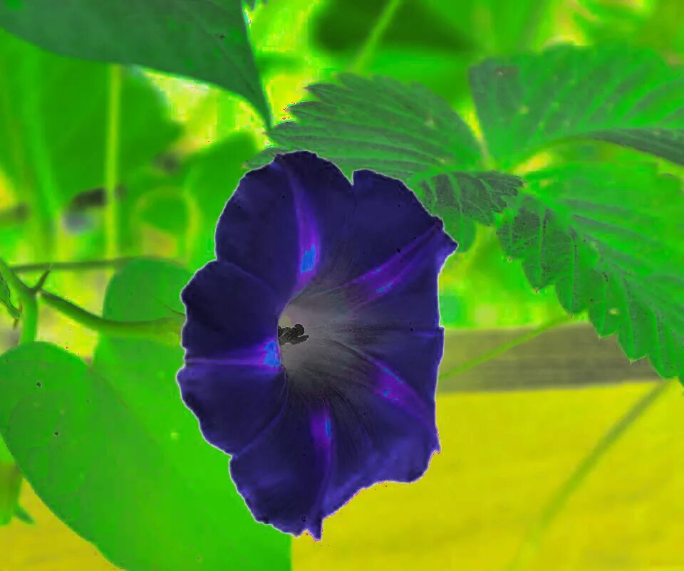 Как выглядит цветок ипомея трехцветный. Ипомея пурпурная. Ипомея Мунлайт.