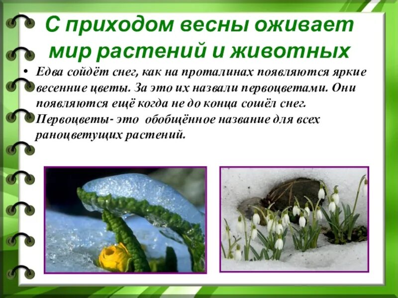 Изменения в природе летом 5 класс биология. Изменения природы весной рассказ. Рассказ о весенних изменениях в природе. Изменения в природе с приходом весны. Изменения в живой природе с приходом весны.