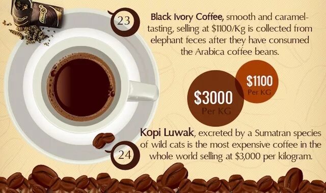 Black ivory. Black ivory кофе. таиландский кофе black ivory. черный кофе black ivory. самый дорогой кофе блэк айвори.