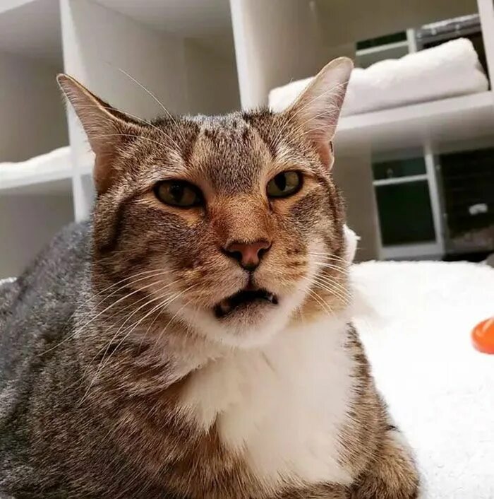 Bored cat