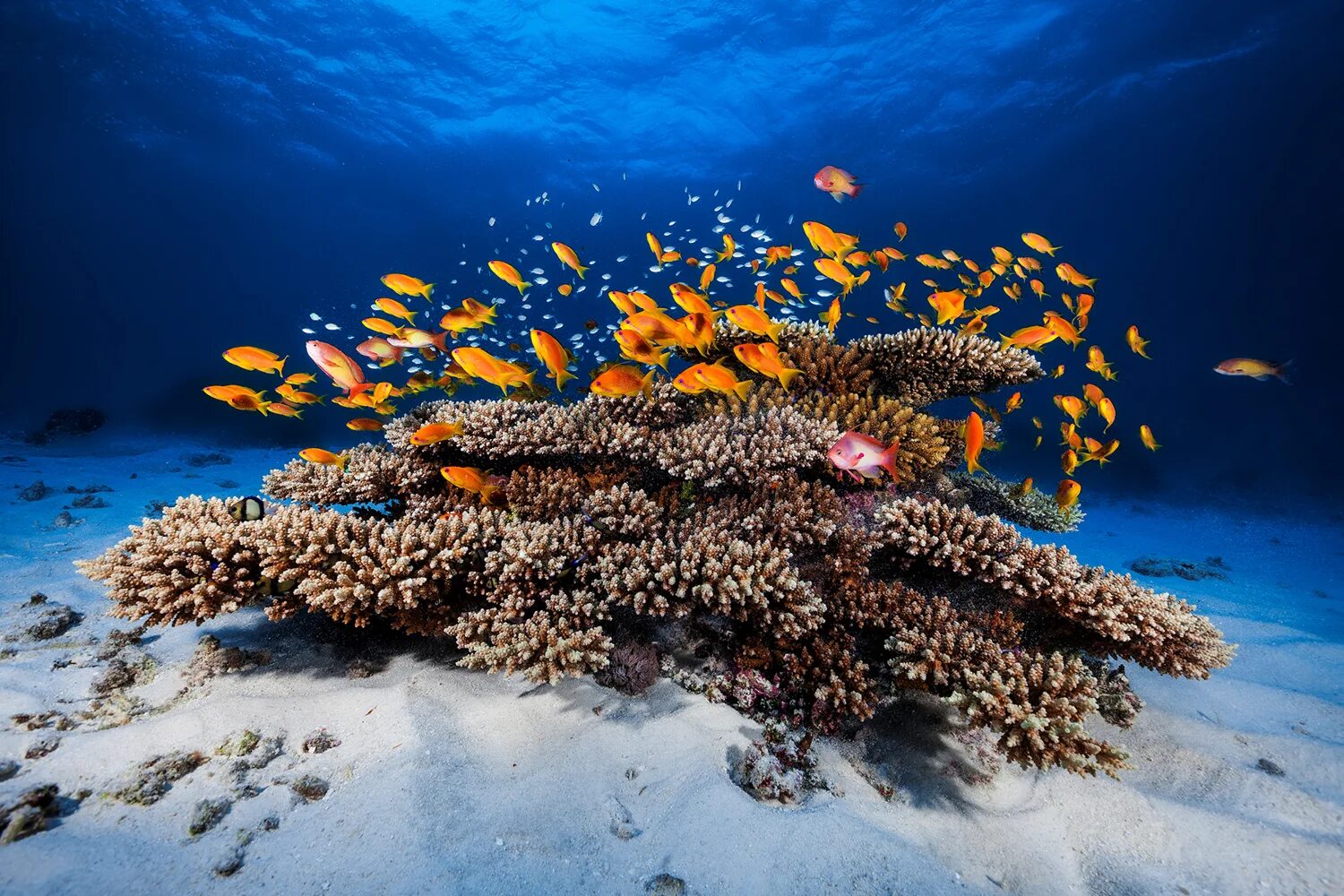 Индийский океан жизнь в океане. Кораллы Средиземного моря. Коралловые рифы в Сокотре. Адриатическое море кораллы. Морское дно.