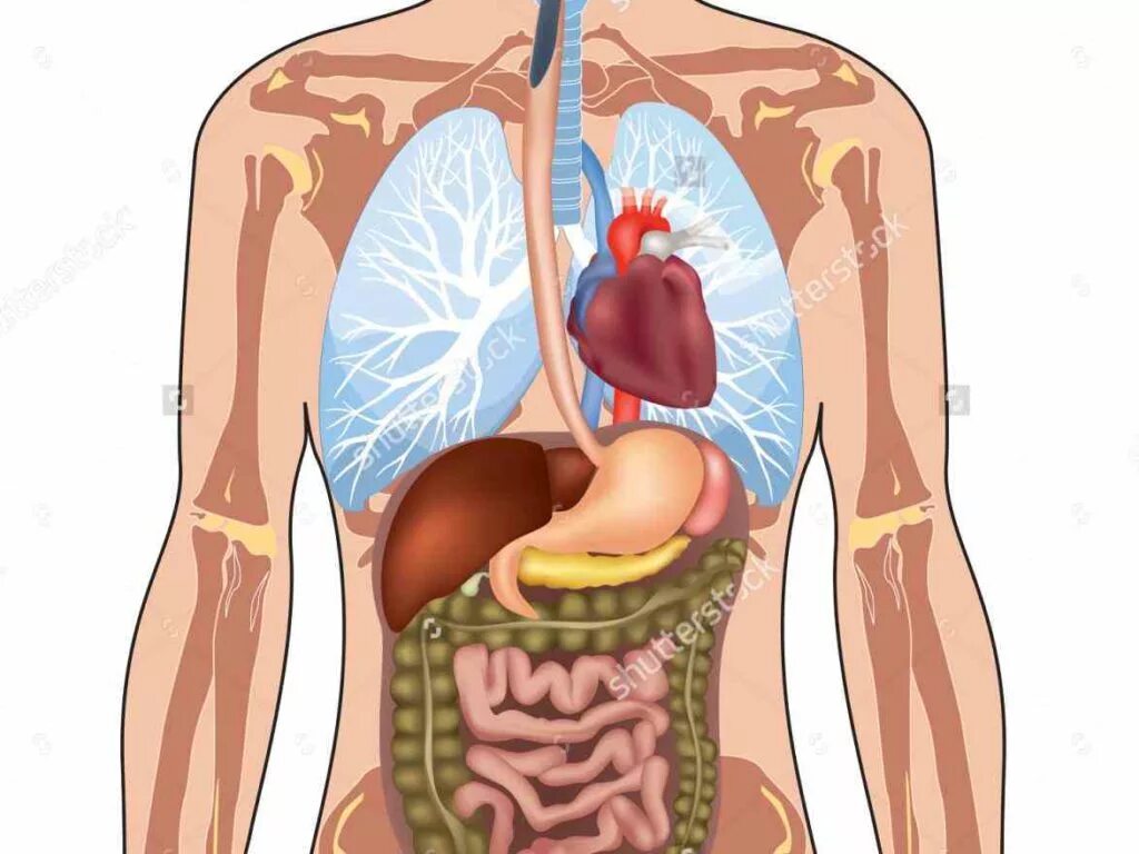 Internal organs. Внутренние органы человека для детей. Расположение сердца у человека. Внутренние органы человека для дошкольников.