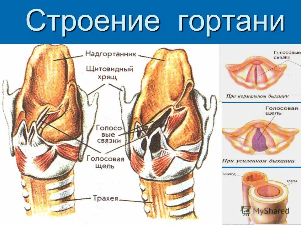 Строение голосового аппарата голосовые складки. Расположение ложных голосовых связок. Строение голосовых связок гортани. Голосовое строение гортани. Надгортанник и голосовые связки.