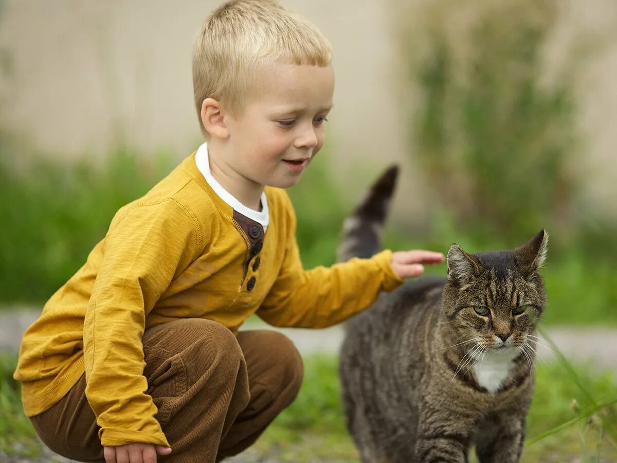 Ребенок гладит кошку. Кошка мальчик. Мальчик гладит кота. Мальчик с котом. Кот мальчик игра