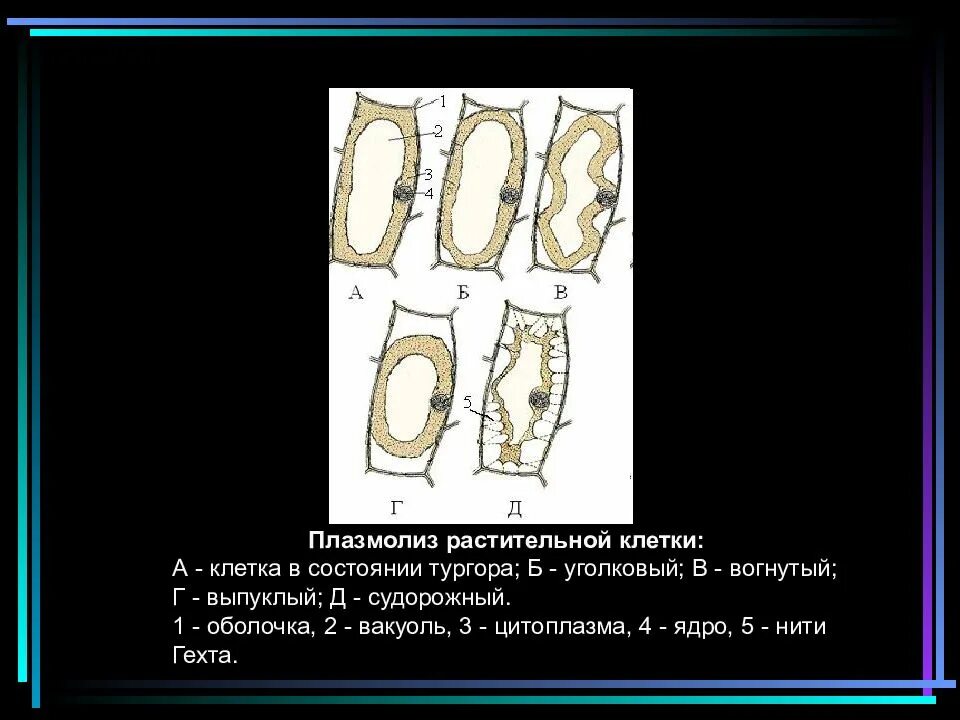 Явление плазмолиз. Плазмолиз и деплазмолиз. Тургор плазмолиз деплазмолиз. Плазмолиз и деплазмолиз в клетках. Явление тургора плазмолиза деплазмолиза.