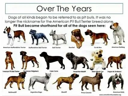 Порода собаки breed