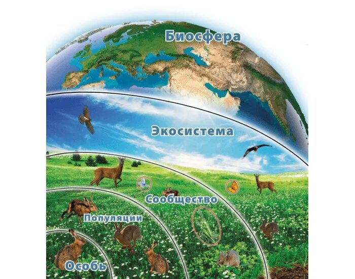 Самая большая экосистема на земле. Биогеоценозы экосистемы и Биосфера. Популяция экосистема Биосфера. Экосистема земли. Уровни экосистемы.