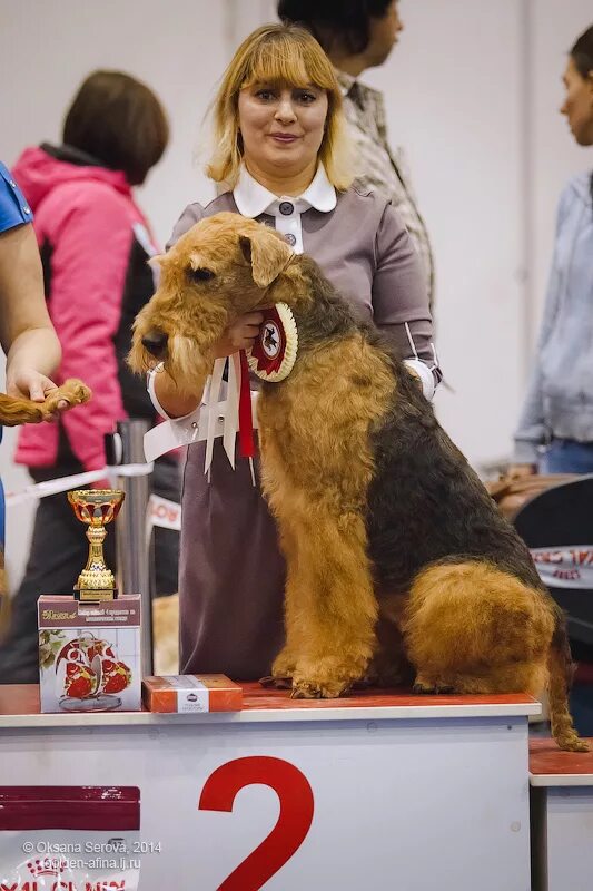 Из созвездия рыжих псов питомник. Щенки юниоры. Корм для крупных щенков пород 5 месяцев. Классы у собак на выставках по возрасту таблица. Собаки юниоры до какого возраста.