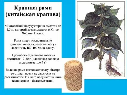 Механические ткани в каких частях крапивы