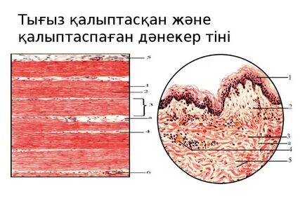 Ескі орыс әйелдер порно