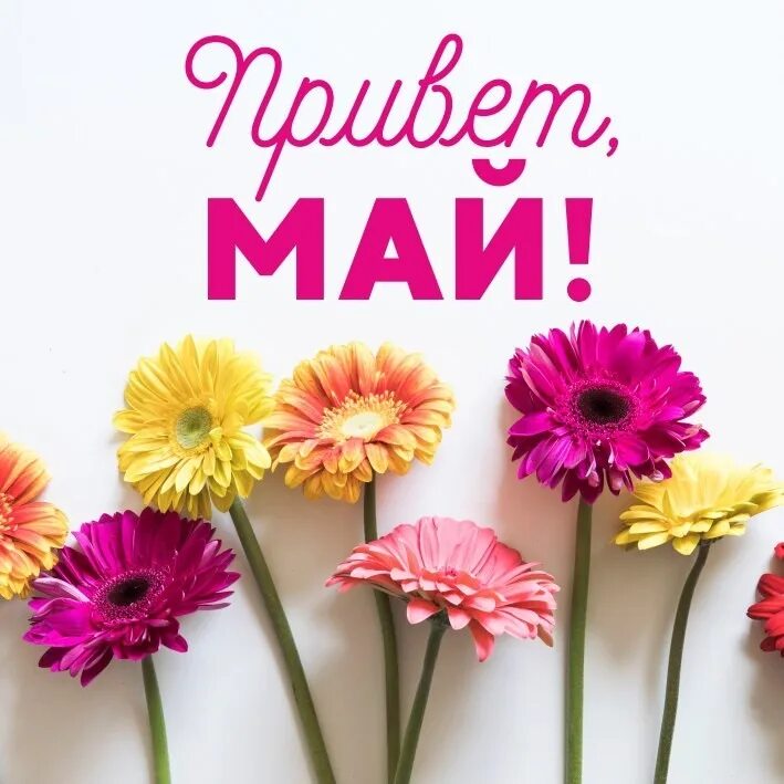 здравствуй май. привет весна май. здравствуй месяц май. цветы сирени. привет май.