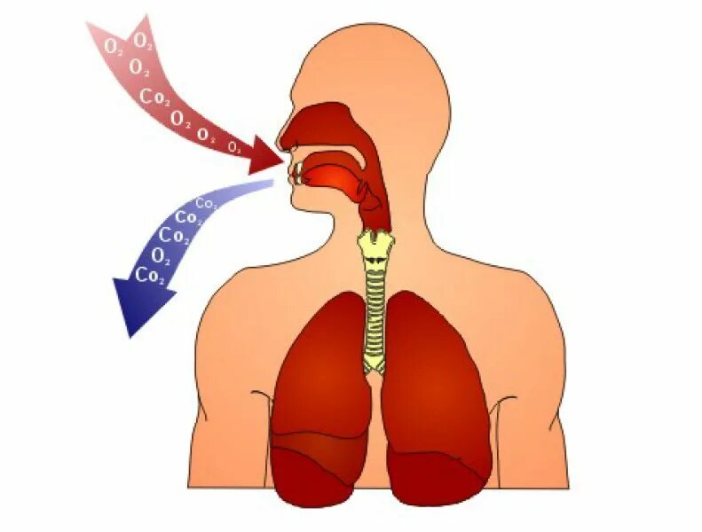 Кислород вдыхаемый воздух выдыхаемый воздух. Дыхание. Дыхание человека. Процесс дыхания. Поступление воздуха в легкие.