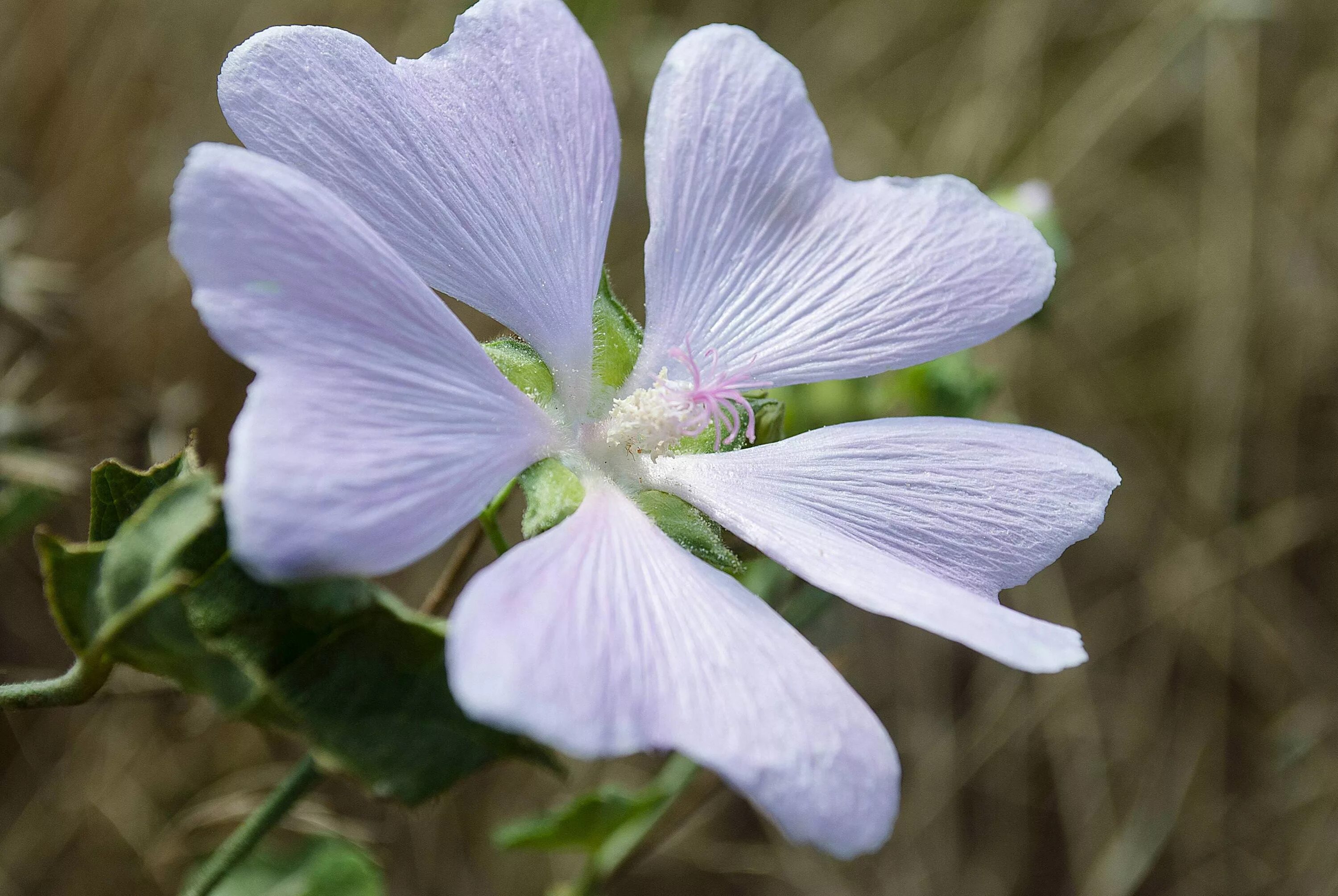 Kitaibelia vitifolia. Цветы китайбелия. Манзония цветок. Китайбелия класс цветка. К к 8 букв растение