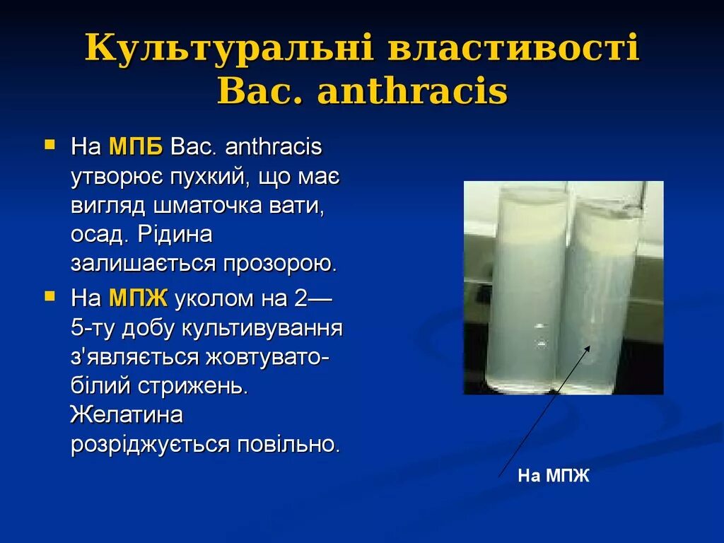 Мпб микробиология. Основные питательные среды (мпб,мпа) состав. E. Мпа питательная среда. Мясо пептонный бульон состав среды.