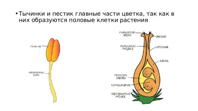 Какое строение пестик. Какое строение пестик