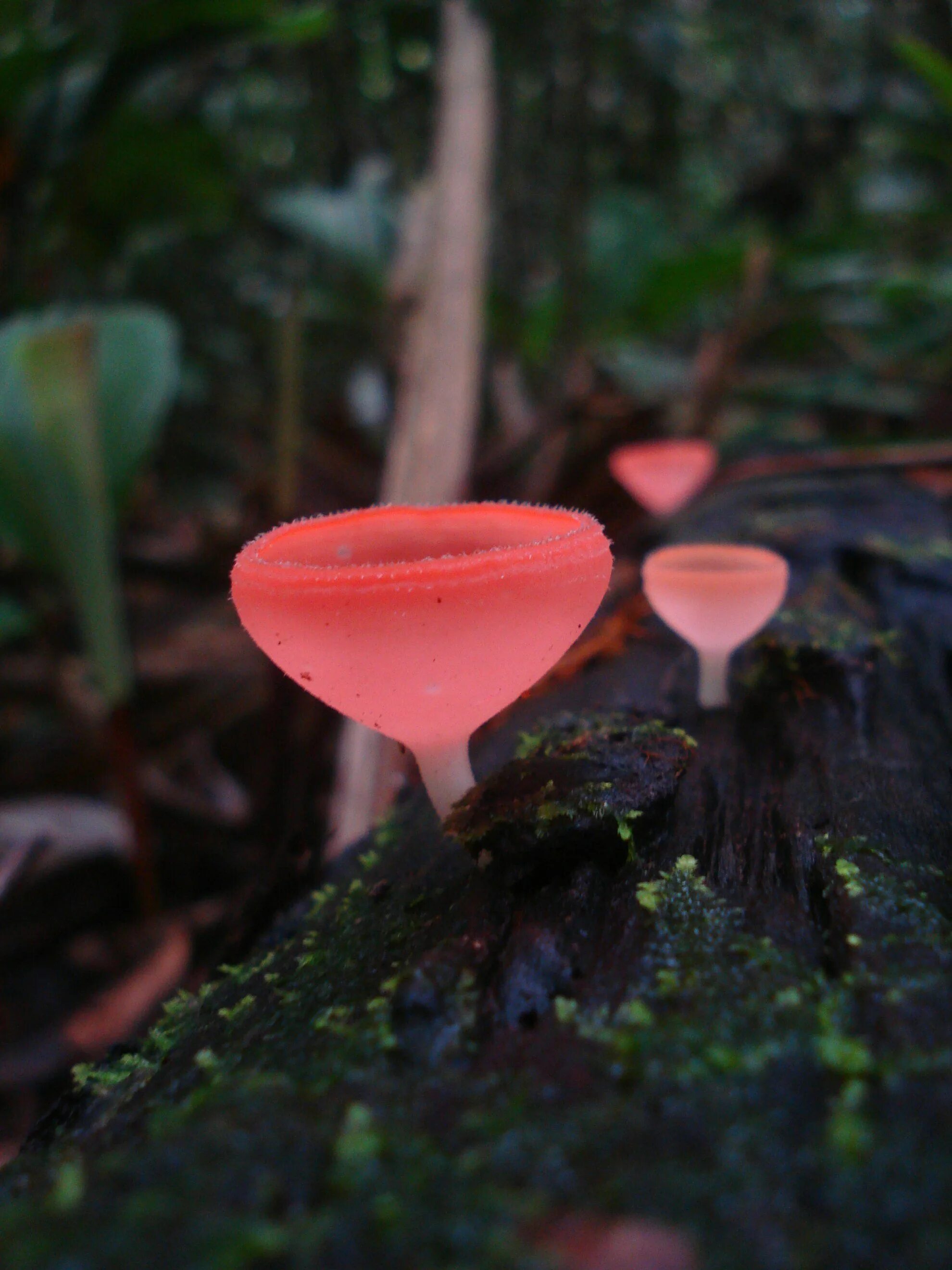 Включи редкие грибы. Mycena chlorophos. Биолюминесцентный гриб Mycena chlorophos. Poromycena manipularis. Mycena LUXAETERNA.