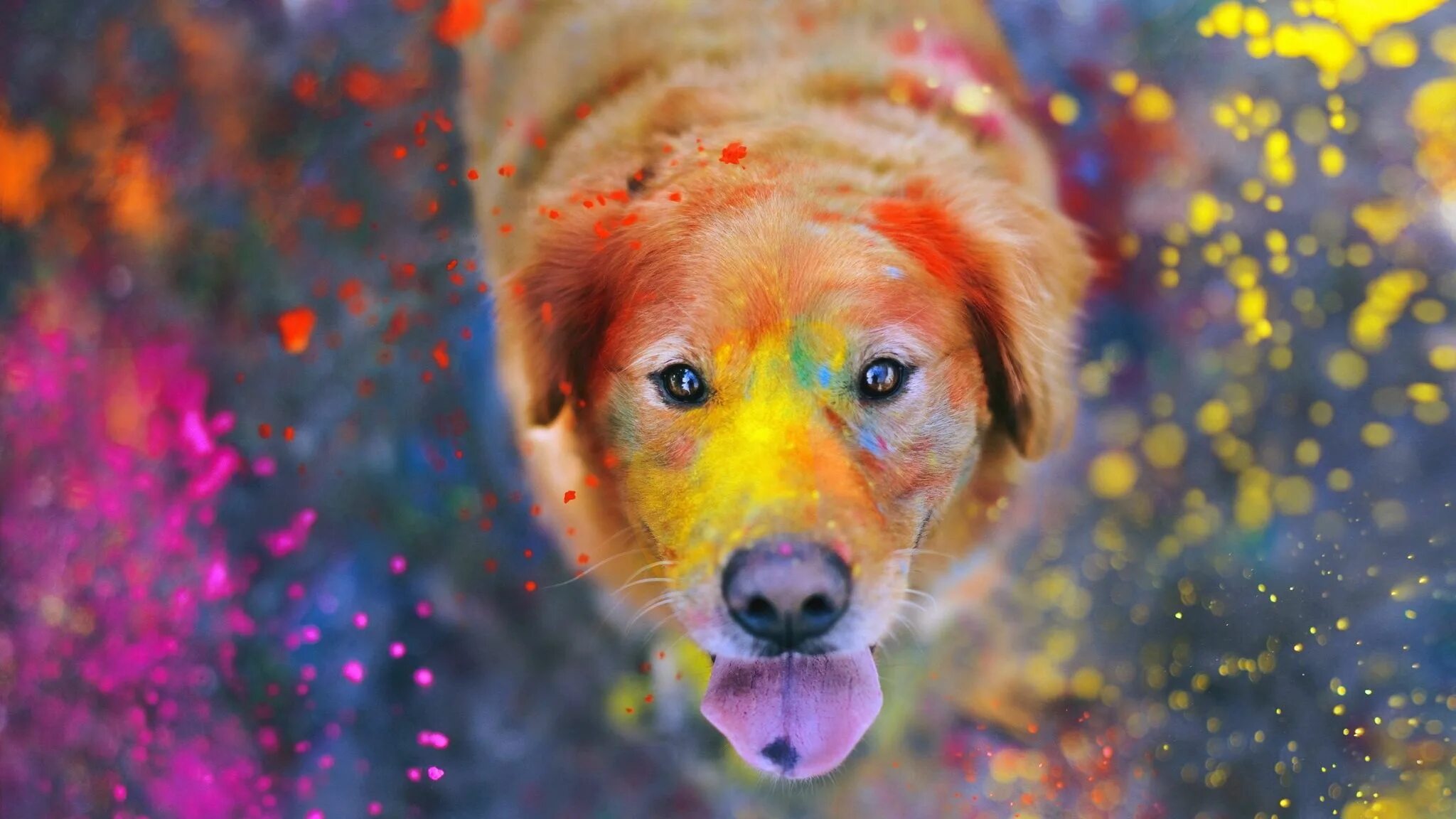 Painted dogs. Разноцветные собаки. Красочные картинки. Яркие картинки. Красивые яркие картинки.