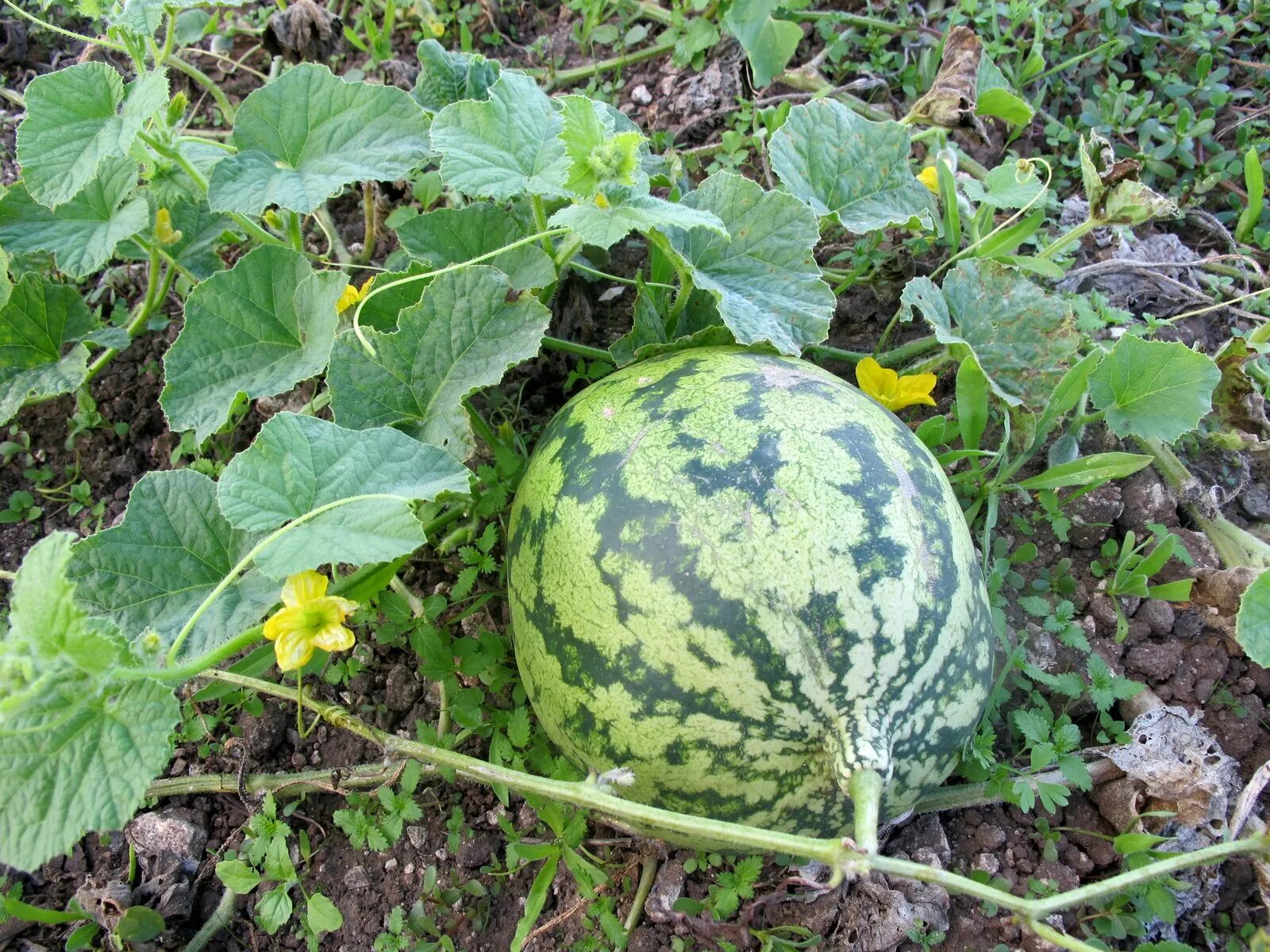 Citrullus lanatus. Арбуз обыкновенный шерстистый. Арбуз съедобный (Citrullus lanatus).. Туркменистан,дыни, бахчи. Стебель арбуза