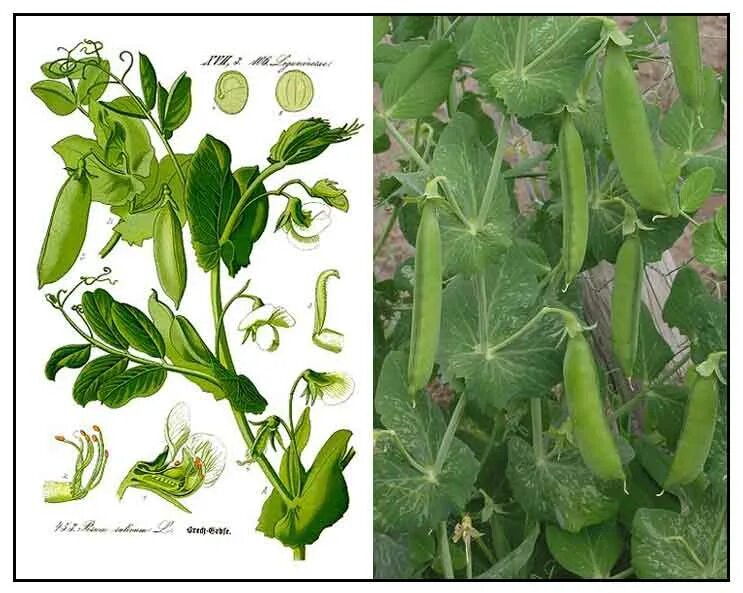 Форма листьев гороха. Лист гороха. Тип листьев гороха. Прилистники гороха посевного. Прилистники чины.