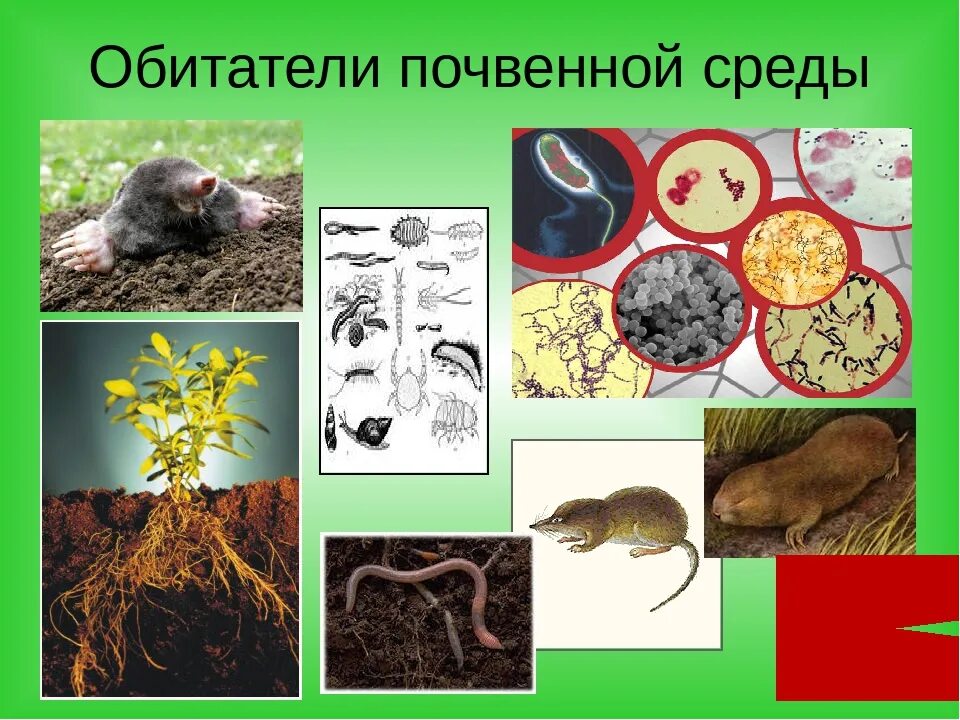 3 почвенных животных. Обитатели почвенной среды обитания. Почвенные живые организмы. Организмы почвенной среды жизни. Организмы обитающие в почвенной среде.