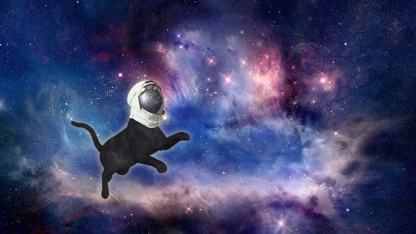 котик летает в космосе. котик в космосе. кот летит в космос. космический кот. коты в космосе.