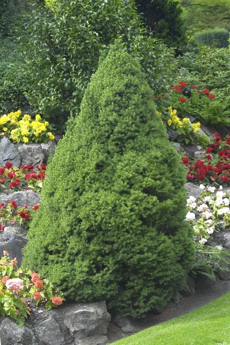 ель сизая коника. ель сизая канадская коника. ель канадская дейзи уайт. ель канадская кониника. ель канадская conica (коника).