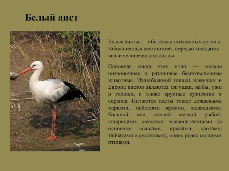 Белый аист чаще встречается на территориях. Белый аист описание. среда обитания аиста. белый аист сообщение. аист описание птицы.