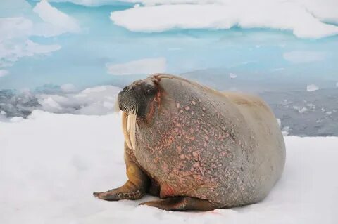 Где моржа