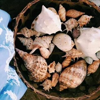 Можно ли вывозить ракушки