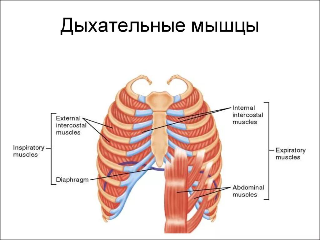 Перечислите основные мышцы обеспечивающие процесс дыхания. Схема дыхательной мускулатуры. Вспомогательные мышцы вдоха. Мышцы выдоха основные и вспомогательные.