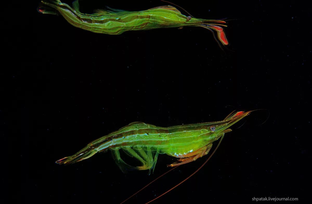 Чилимы сахалинские. Креветка травяная чилим. Креветка травяная pandalus latirostris. Чилим креветка. Креветка чилим приморская.