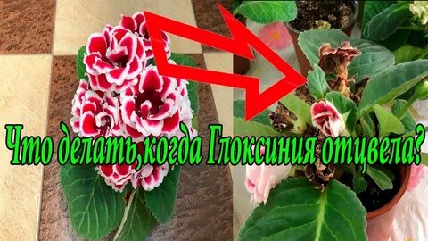 Отцвели цветы что дальше