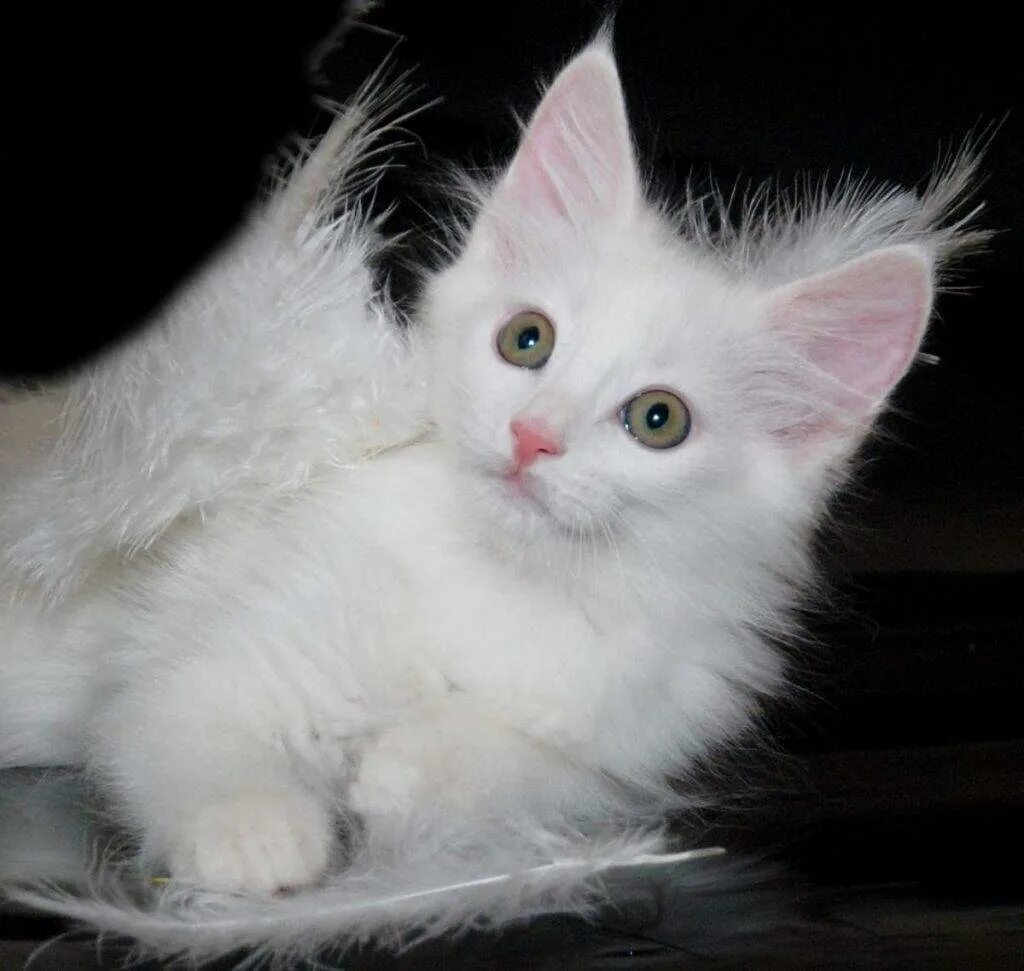 Характер ангоры. Турецкая ангора кошка. Турецкая ангорская кошка. Турецкая ангорская белая кошка. Порода кошек ангорская турецкая.