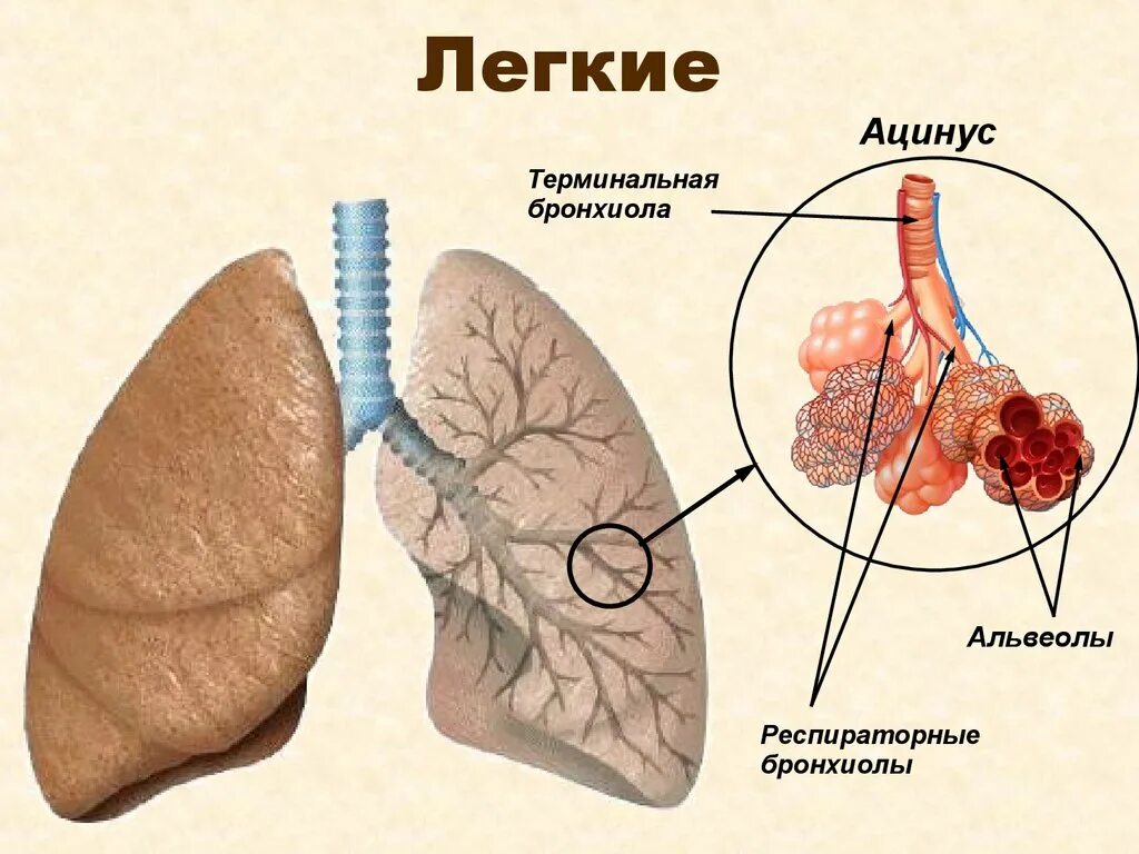 Легочные пузырьки в легких. Бронхиолы анатомия. Строение легких ацинус. Ацинус терминальные бронхиолы.