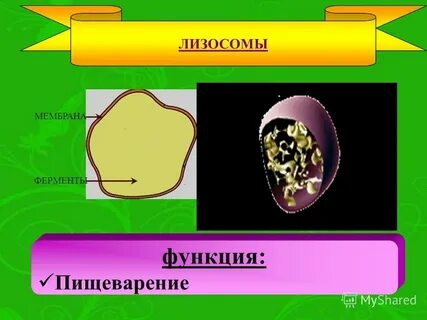 Мембрана ферменты