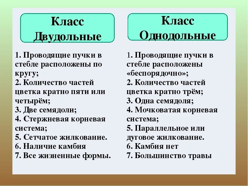 Различие классов однодольные и двудольные