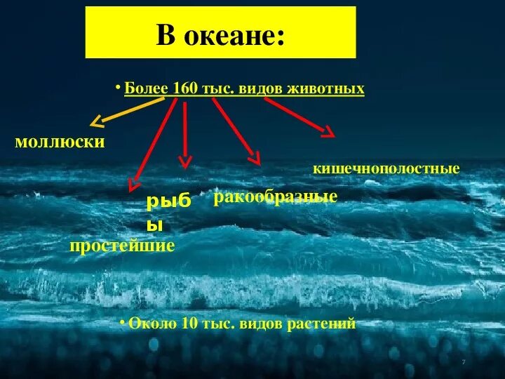 Условия жизни в океане. Условия в морях и океанах. Сообщества морей и океанов.