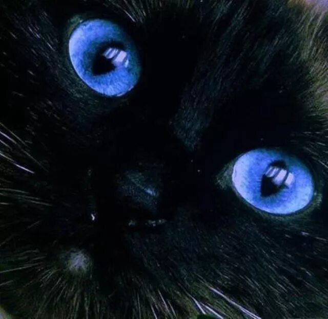 Black cat eye. Черный кот с голубыми глазами. Череый кои с нрлубыми нлахами. Чёрная кошка с синими глазами. Чёрная кошка с голубыми глазами.