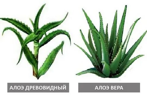 Чем отличается алоэ