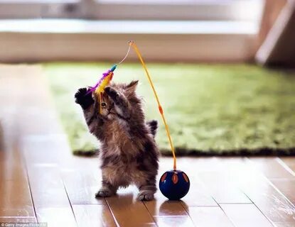 И солнце играет и кошка играет