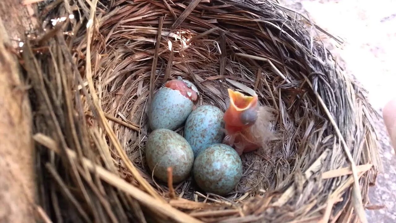 Яйцо и птенец ласточки. Ласточка гнездо птенцы. Гнездо с яйцами и птенцами. Яйца ласточки в гнезде.