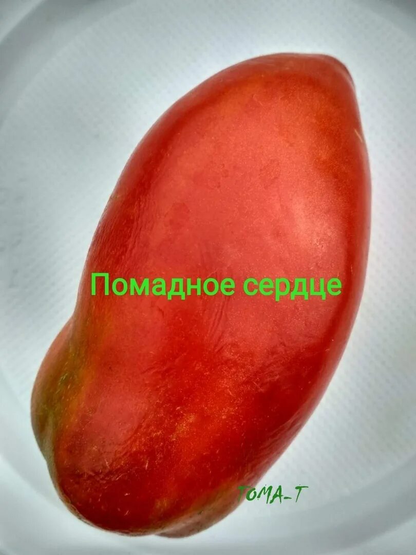 томат сердце любы отзывы