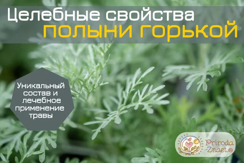 Каталог полынь новосибирск женская. Полынь людовика сильвер квин. Полыни горькой бэгриф. Каталог полынь новосибирск женская. Каталог полынь новосибирск женская.