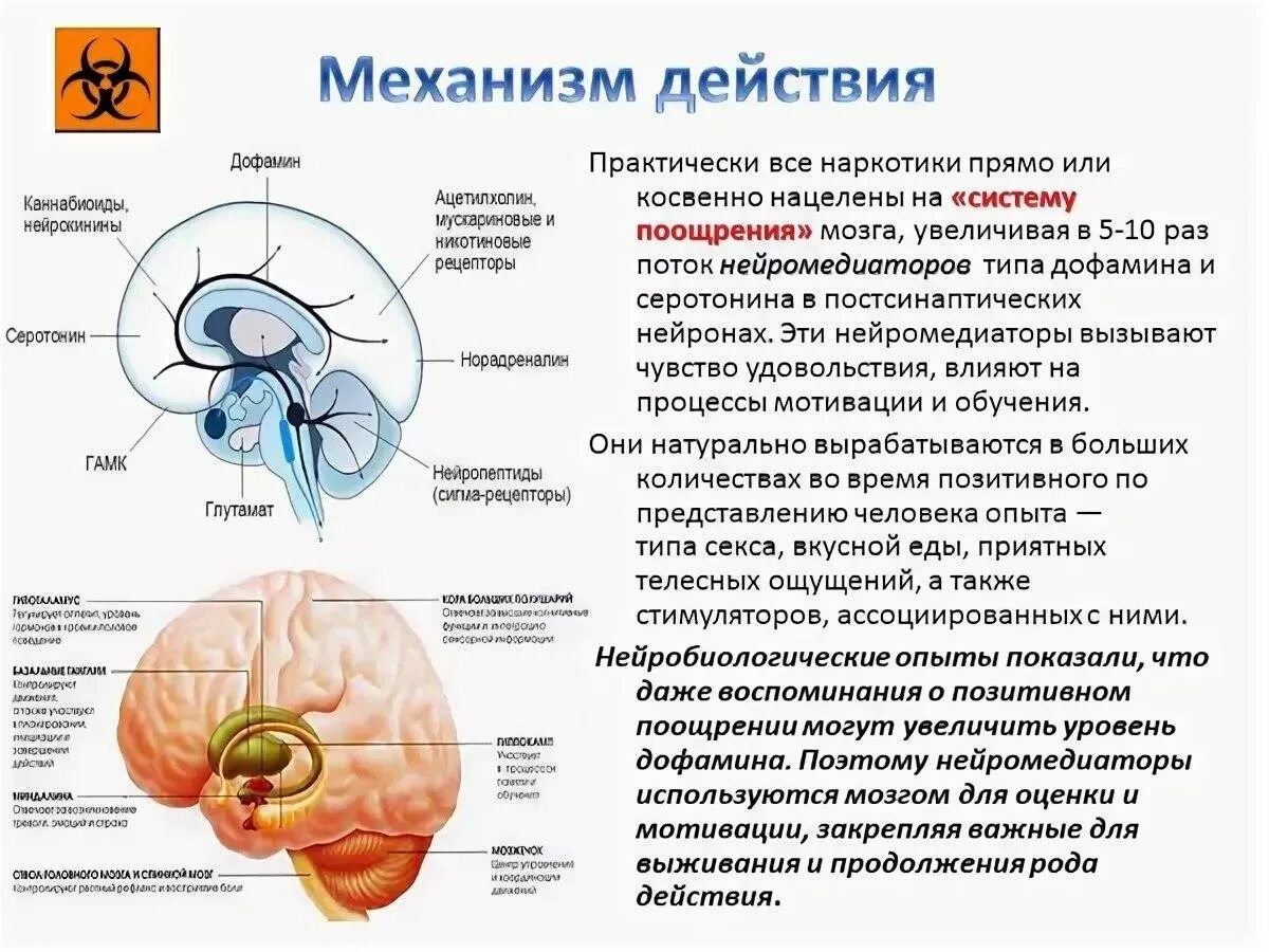 Какой гормон головной мозг. Дофаминовая система мозга. Дофаминовые пути в головном мозге. Дофаминовая система вознаграждения в мозге. Механизм действия наркотиков на организм.