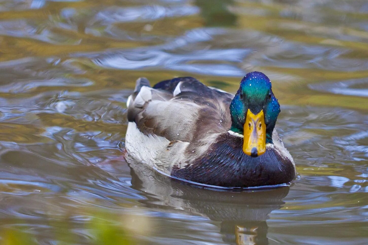новосибирск дикие утки. новосибирская утка. пруд с утками академгородок новосибирск. красивые дикие утки фото. озеро с утками в академгородке новосибирск.